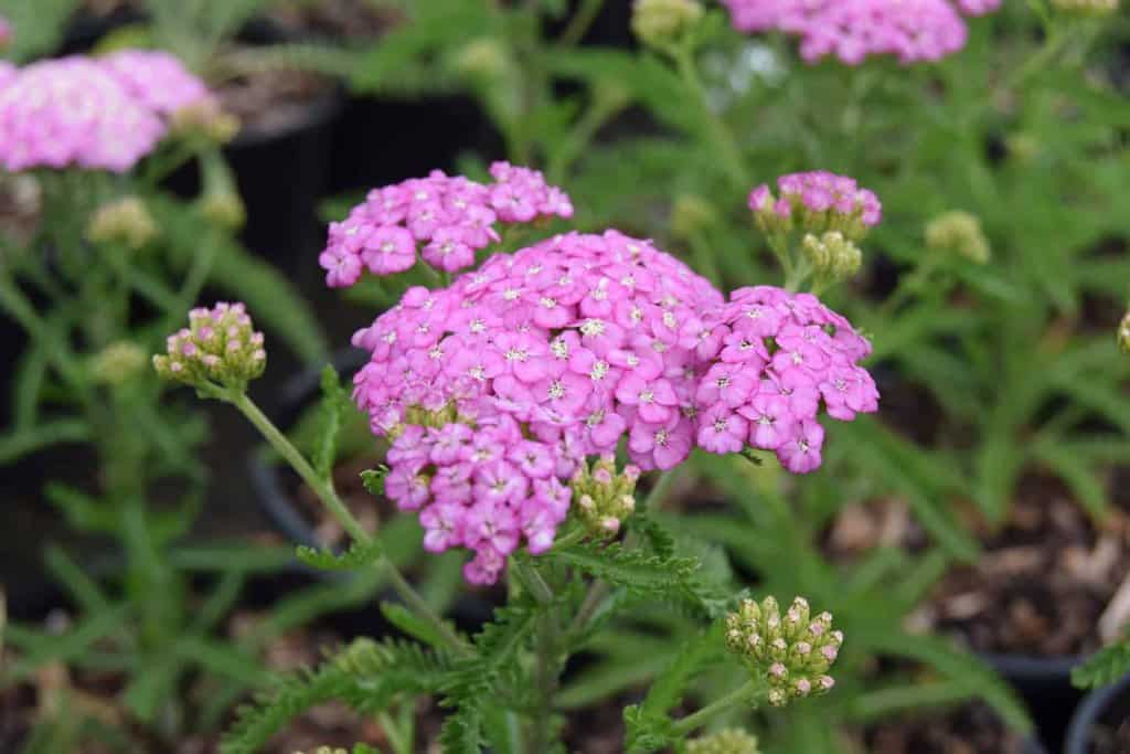 Achillea 'Apple Blossom'  (Apfelblute) ---